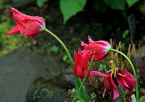 Tulpe_knallrot_Tropfen_makro_640.JPG
