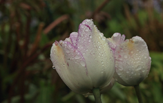 Tulpe_weiss_lila gestrichelt_Tropfen_makro1_900.JPG