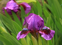 Zwergirsi_lila_Tropfen_makro_800.webp