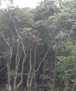 Rhododendron 03.jpg