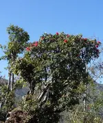 Rhododendron 04.jpg