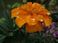 IMG_4804v - Copy.webp