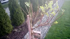 IMG_20170506_063318.webp