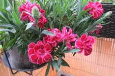 k-IMG_5187.webp