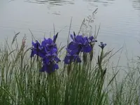 Bilda1827.webp
