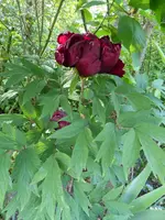 P1010030.webp