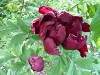 P1010031.webp
