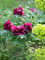 P1010041.webp