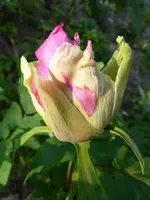 P1010082.webp