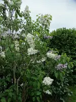 DSC09551.webp