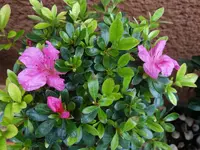 DSC09570.webp