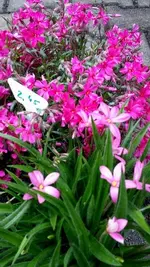 20170504_125726.webp