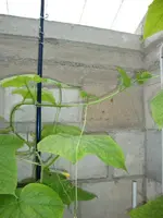 DSC00168.webp