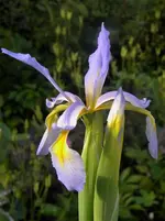 Iris spuria 00.webp