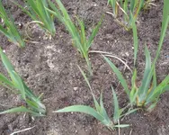 Iris spuria 01.webp