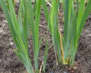 Iris spuria 02.jpg