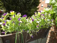 Hornveilchen.webp