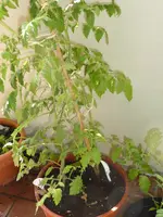 Johannisbeertomate und white Currant.jpg