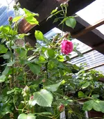 IMG_7700.webp