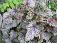 green spice_1067x800.webp