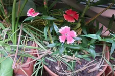 B35.webp