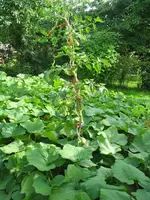 Kürbis_Tomate-4800.webp