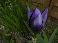 P1000766.webp