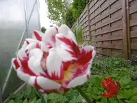 P1000768.webp