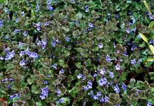 2017blau01.webp