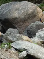 Weißkappenr 05.webp