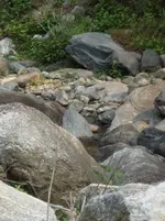 Weißkappenr 06.webp