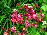 IMG_7718.webp