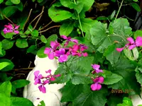IMG_7729.JPG