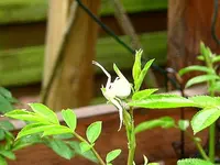IMG_7732 (2).webp