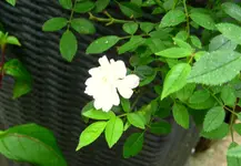 IMG_7735.webp