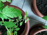 IMG_20170507_152906.webp