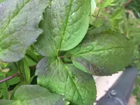 Foto 07.05.17, 17 01 19.webp
