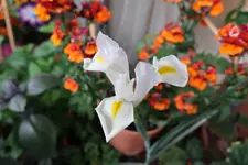 B41.webp