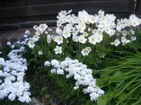 Anemone und Schleifenkraut.webp