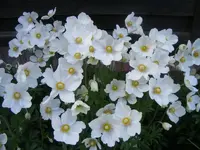 Frühlingsanemone.webp