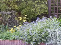 Poolbeet.webp
