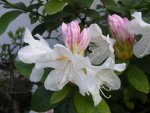 Rhododendron makro.jpg