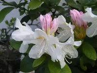 Rhododendron makro.jpg