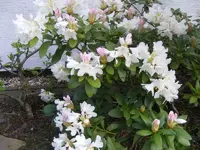 Rhododendron.webp