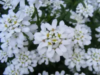 Schleifenblume makro.webp