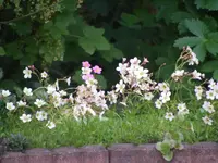 Steinbrech.webp