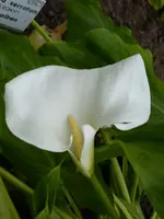 P1050293Kalla.webp