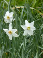 P1050299Dichternarzisse.webp