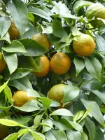 P1050314Pomeranze.webp