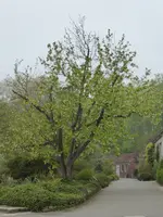 P1050317Taschentuchbaum.webp